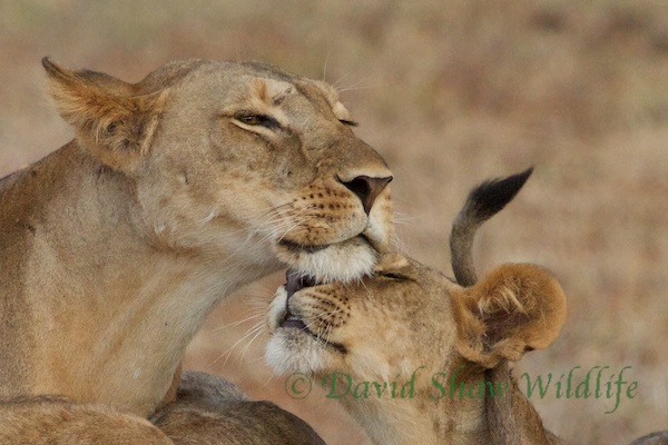 Lioness and cub